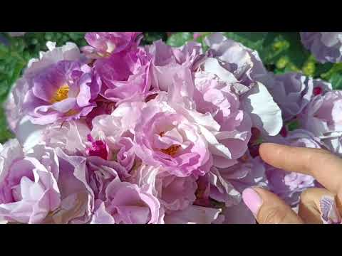 Видео: Роза Blue For You и Роза бордюр magenta