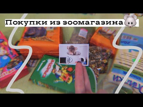 Видео: ПОКУПКИ ИЗ ЗООМАГАЗИНА 2020 / Dasha Alekseeva