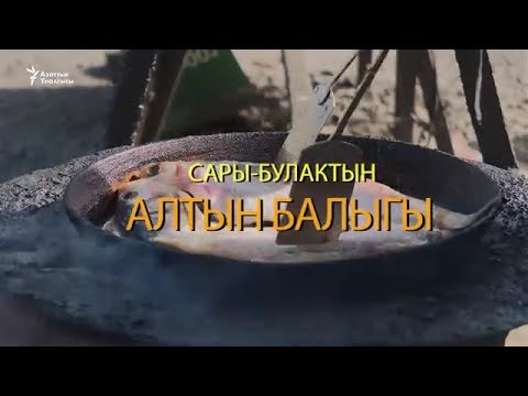 Видео: Сары-Булактын алтын балыгы