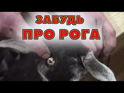 Видео: Как обезрожить козлят. Электрический термокаутер.