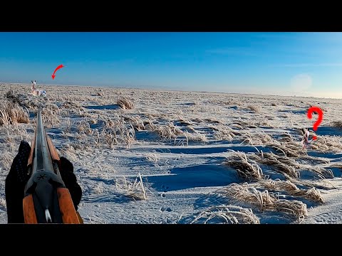 Видео: Хитрый заяц попал в ловушку! Охота 2025.