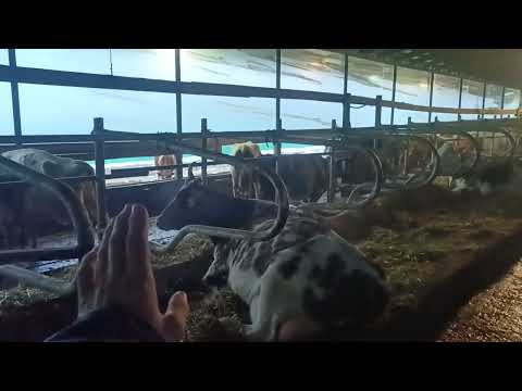 Видео: Размеры коровника - общие подходы