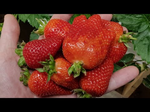 Видео: // КЛУБНИКА СОРТ АЗИЯ ВЗВЕШИВАНИЕ ЯГОДЫ // ГРОУБОКС