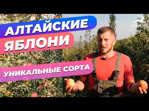 Видео: СОРТА ЯБЛОНЬ ДЛЯ СИБИРИ | ОБЗОР ЯБЛОК | ЛУЧШИЕ СОРТА ЗИМОСТОЙКИЕ СОЧНЫЕ ВКУСНЫЕ