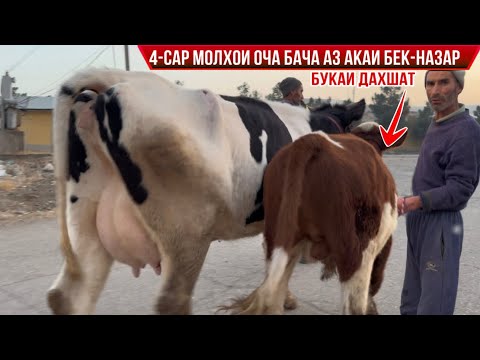 Видео: МОЛҲОИ АКАИ БЕК-НАЗАР 4-САР ОЧА БАЧА 11 ноября 2025 г.