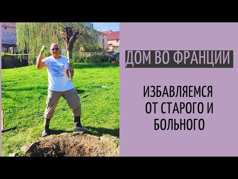 Видео: посадить правильно новое дерево| убрать старое| секреты полива