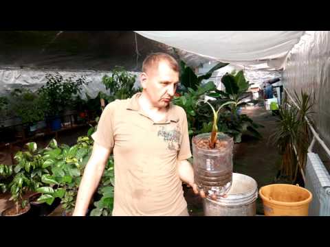 Видео: Банан Киевский карлик. Пересаживаем.