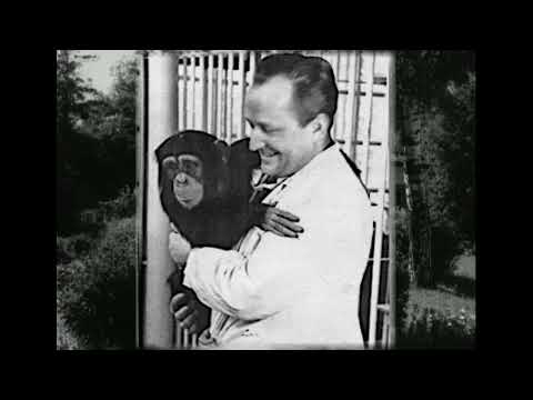 Видео: 90 лет приматологическим исследованиям в Колтушах
