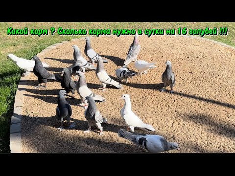 Видео: Какой корм ? Сколько нужно корма в сутки на 16 голубей !!!