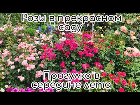 Видео: Розы в прекрасном саду. Прогулка в середине лета