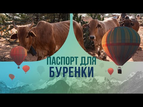 Видео: Паспорт для буренки: в Индии потратят миллионы на оформление документов для священной скотины.
