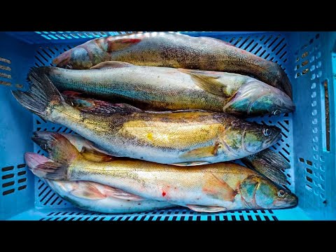 Видео: Парень ОБЛОВИЛ ВСЕХ, в конце СЕКРЕТНАЯ ПРОВОДКА, Рыбалка на судака