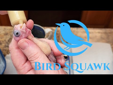 Видео: Как кормить вручную 9 птенцов кореллы и как подрезать им крылья