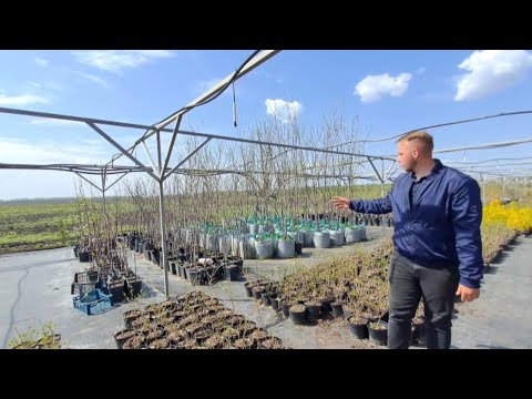 Видео: В ПИТОМНИК ЗА РАСТЕНИЯМИ. ГЛАЗА РАЗБЕГАЮТСЯ. БОЛЬШОЙ АССОРТИМЕНТ И ПРИЕМЛЕМЫЕ ЦЕНЫ.