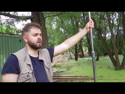 Видео: Андрей Петровский - нашел тритона в пруду на Франко!!! И рассказал о тритонах много интересного!