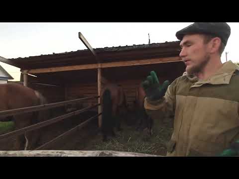 Видео: Охота на лошади с лайкой. Конюшня, бюджетный вариант.