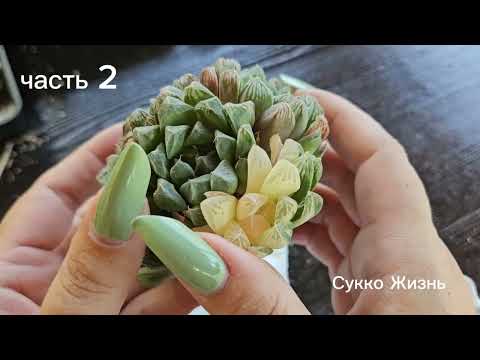 Видео: Распаковка. Суккуленты из Китая. Излишки в канале. Часть 2. 