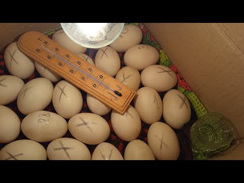 Видео: Инкубация яиц мускусной утки в картонной коробке. Часть 2. Неделя инкубации. Проверка яиц на оплод.