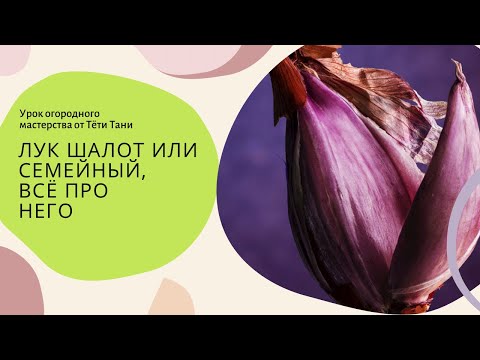 Видео: 759. Лук шалот или семейный и все его секреты.