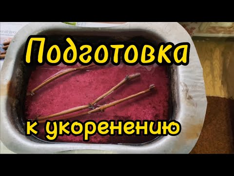 Видео: С чего начинать проращивание черенков винограда? Обеззараживание. Вымачивание / Укоренение черенков