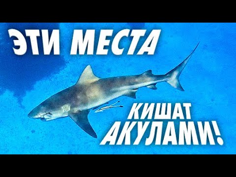 Видео: СЛОМАЛИ СПИННИНГ, НО ДОСТАЛИ ОГРОМНУЮ АКУЛУ. РЫБАЛКА В ИНДИЙСКОМ ОКЕАНЕ.СЕЙШЕЛЬСКИЕ ОСТРОВА.