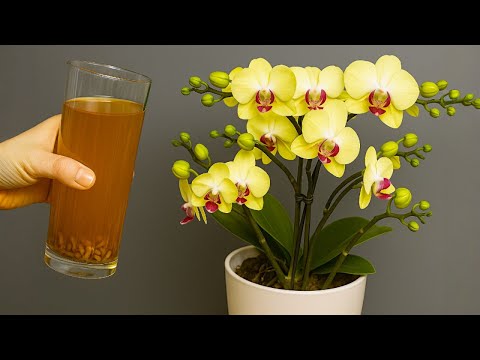 Видео: 🌸Наливайте по 1 стакану в неделю! Орхидеи сразу же дают новые корни и цветы.