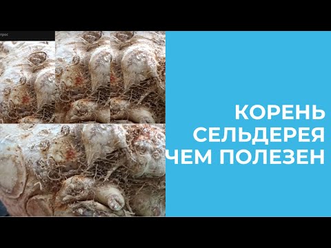 Видео: КОРЕНЬ СЕЛЬДЕРЕЯ ОЧЕНЬ ПОЛЕЗЕН ДЛЯ ЗДОРОВЬЯ