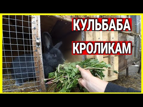 Видео: ДАЮ КРОЛИКАМ КУЛЬБАБУ🐰☘️