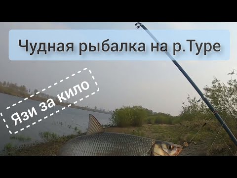 Видео: Чудная рыбалка в Тюменской области р.Тура