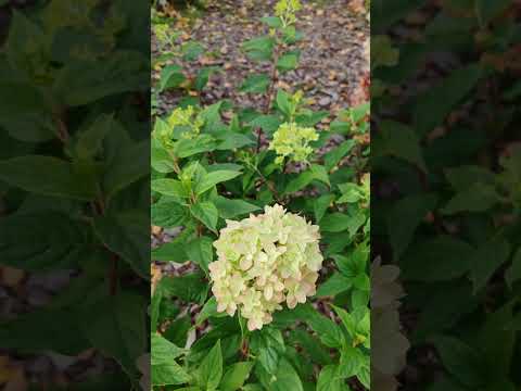 Видео: Мечта Лесково