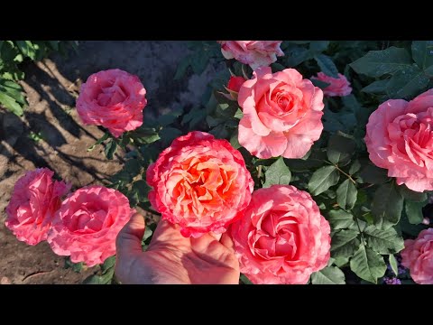 Видео: Осінні роботи біля троянд🌹🥀 Порівняння Лоран Каброль і Корал желе