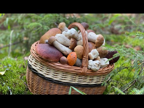 Видео: БЕЛЫЕ ГРИБЫ НЕКУДА КЛАСТЬ! НОВЫЙ ГРИБНОЙ БОР! ГРИБНИК В ШОКЕ!