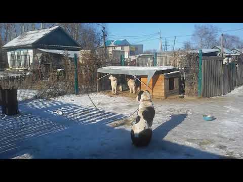 Видео: Бугай Алабай. Один на всех и все за одного😆