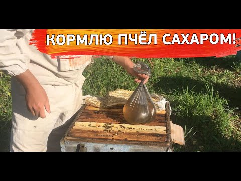 Видео: Кормлю пчёл сахаром - тайна пчеловодов раскрыта