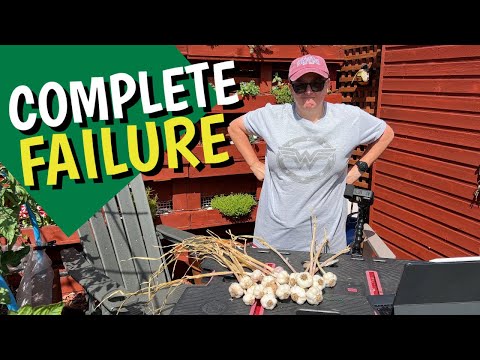 Видео: Хранение и плетение чеснока