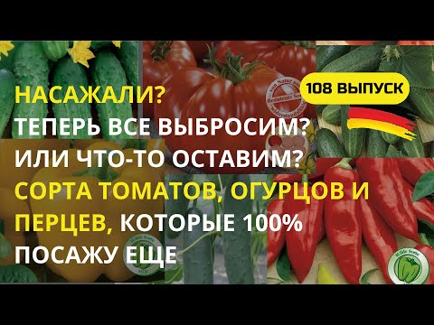 Видео: Дача в Германии. Вложить столько труда и не успеть получить урожай томатов? Это обидно.