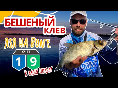 Видео: Бешеный клев язя на Волге! Счет 9:1 в мою пользу.