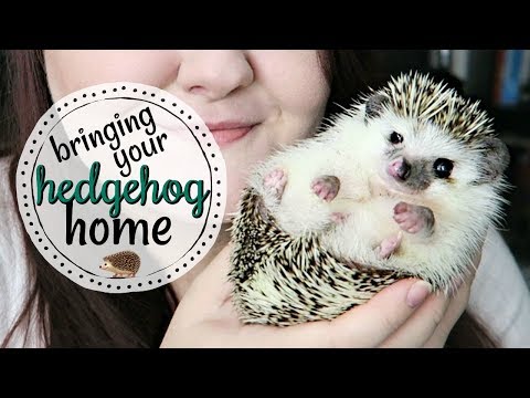 Видео: Чего ожидать, взяв домой ёжика