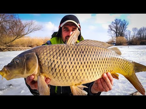 Видео: ДИКИЕ САЗАНЫ рвут мои ЭМОЦИИ на ЧАСТИ, Ловля сазана на удочку с боковым кивком, Сазан