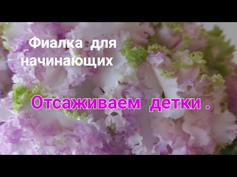 Видео: Моя методика отсадки деток фиалок.