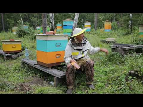 Видео: Летняя изоляция маток