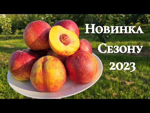 Видео: Нектарин Світ Леді.Врожайність та товарність на висоті.