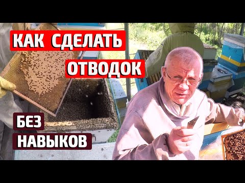 Видео: Формирование отводков Как создать быстро отводок Самый простой способ