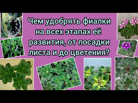 Видео: Удобрения для фиалок на всех этапах её развития, от посадки листа до цветения!