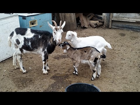 Видео: Секрет выращивания козлят.Овсяный кисель.