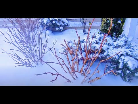 Видео: Укрывала гортензии и что из этого получилось.