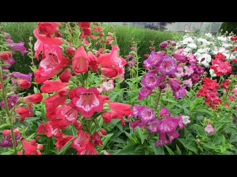 Видео: Пестрый и нетребовательный однолетник пенстемон. Выращивание от посева до цветения