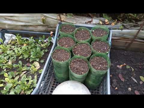 Видео: Еще один способ посадки лилий на выгонку (подходит не всем)