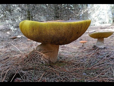 Видео: Селигерский маховик.Часть 2.