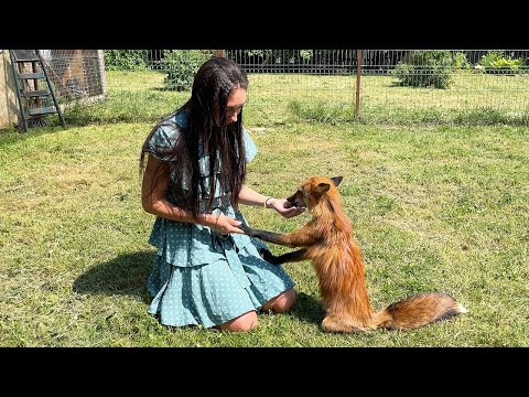 Видео: СПАСЕННЫЕ ЛИСЫ И ПЕСЕЦ, КОТОРЫЕ НЕ СТАЛИ ШУБАМИ / Знакомство с совами, енотами и щенками в приюте